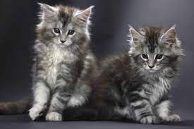 kitten care guide week by week maine