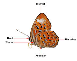 Butterflies Of Singapore Butterfly Anatomy