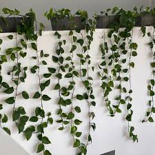 5 Steps To Create Your Own Green Wall