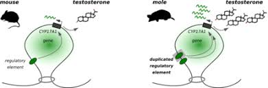 moles interual and genetically