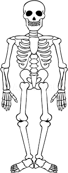 how to draw a skeleton step by step