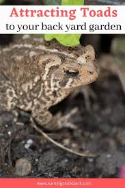 how to attract toads to the garden