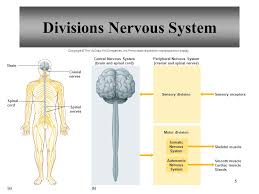 The central nervous system (cns) consists of the brain and the spinal cord, while the peripheral nervous system (pns) consists of sensory neurons, ganglia (clusters of neurons) and nerves. Chapter 10 Nervous System I Basic Structure And Function Ppt Video Online Download