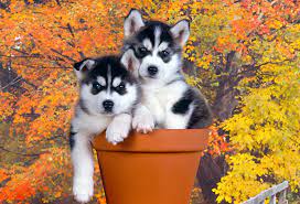 Where Can I Get A Husky For Free gambar png