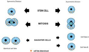 mammary stem cells cell division