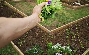 Organic Vegetable Gardening Work