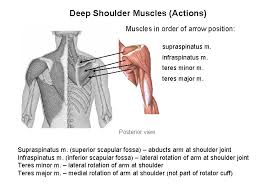 Even though anterior deltoid force is relatively high, its ability to abduct the shoulder is low due to a very small moment arm, especially at low abduction angles. Anps Anatomy Physiology Joints Muscles And Movement Ii