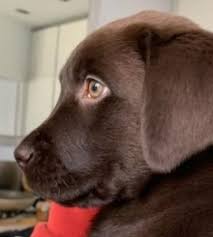 Our labradors, along with all our other pets, are members of our family, and we love them all deeply. 11 Best Labrador Breeders In Florida 2021 We Love Doodles