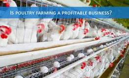 Image result for about poultry business