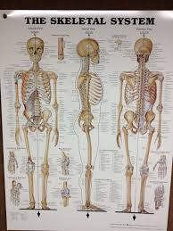 Skeletal System Human Skeleton Anatomy Skeleton Anatomy