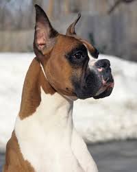 However, free boxer dogs and puppies are a rarity as rescues usually charge a small adoption fee to cover their expenses (usually less than $200). Boxer Dog Breed Information