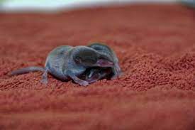 Shrews Are Uncommon Household Invaders