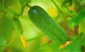 Growth Cycle For Cucumbers Home Guides Sf Gate