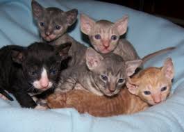Get a ragdoll, bengal, siamese and more wanted a devon rex or cornish rex under 1000 for a low income family who will love it wanted blue or redish orange ty u may email me. 50 Very Cute Cornish Rex Kitten Pictures And Photos