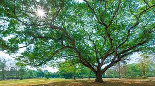 how to identify florida oak trees
