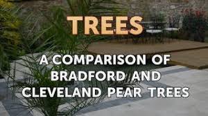 bradford and cleveland pear trees