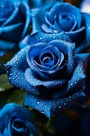 blue rose background stock photos