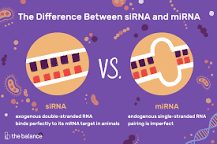 How are siRNA and miRNA produced?