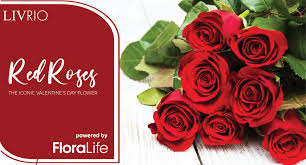 red roses the iconic valentine s day