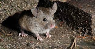 Flood Waters Send Mice Scurrying Into Homes
