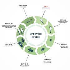 head lice life cycle how long do lice