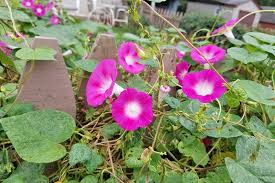 In the following article, we show you the we give you a list of the most beautiful and aromatic night blooming flowers that you must catch a it is a scented flower which opens as night falls and then closes forever with the first rays of the. 15 Of The Best Common Morning Glory Varieties Gardener S Path