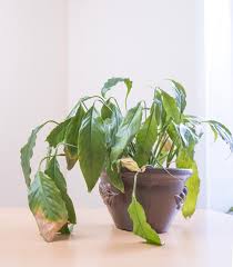 Diseases Of Indoor Plants Diseases