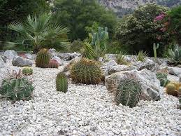How To Plant Cactus In Ground A Step
