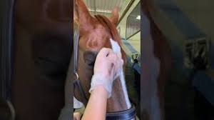 how to apply horse makeup eyes you