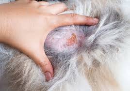 Puppies are commonly affected because their immune systems are not fully develop especially under 1year of age. 9 Common Dog Skin Problems With Pictures Prevention And Treatment