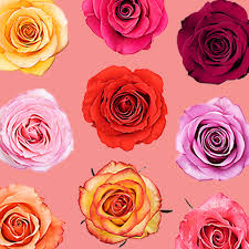 17 rose color meanings to help you