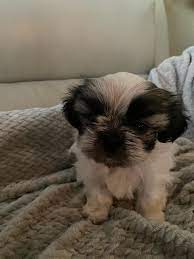 They were born october thirteenth. Shih Tzu Puppies Kenosha Wi Home Facebook