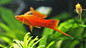 10 beautiful red freshwater fish