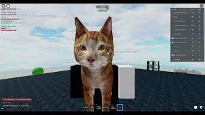 how to get cat in roblox cambat warriors - YouTube