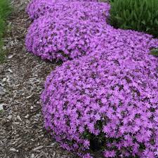 purple beauty creeping phlox plant