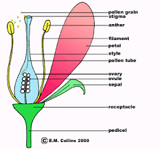 Sepals, petals, stamens, and carpels. Flower Terminology Part 1