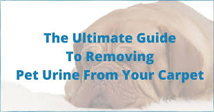 removing pet urine from your carpet