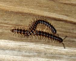 centipedes mating oxidus gracilis