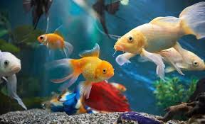 Above on google maps you will find all the places for request pet stores near me that sell betta fish. Pet Stores For Beagles Near Me In Ghatshila Nicelocal In