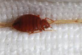 First Aid For Bed Bugs Insects In The