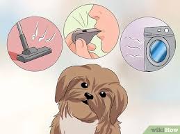 We all know that a shitzu puppy is a very active dog and it burns its calories quite so fast. How To Train Your Shih Tzu 12 Steps With Pictures Wikihow