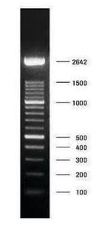 dna molecular weight marker xiv 100 bp