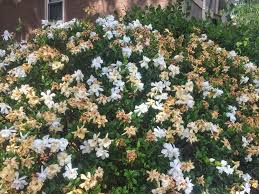the worst place to plant your gardenia