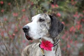 Gema the great dane mix was born with a little something extra. Adopt A Great Dane Add A Great Dane To Your Family Today