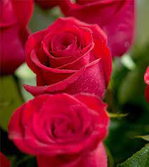 top 27 most beautiful red roses