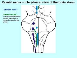 Neurological lesion identification motor (corticospinal pathway) localises the lesion to the contralateral medial brainstem. Houffq58viekym