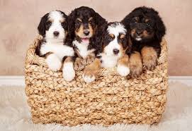 Our dogs are fully registered, and health tested. Cedar Creek Bernedoodles Aussiedoodles Cedar Creek Bernedoodles Bernese Mountain Dogs