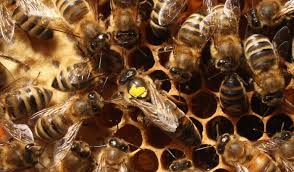 Resultado de imagen para ataque abejas