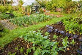 Vegetable Gardening For Beginners