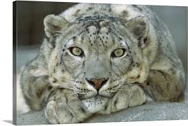 Snow Leopard Portrait Mountainous